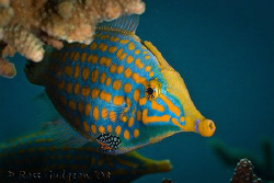 Long Nosed Filefish.  Ningaloo Reef, Western Australia.  ... by Ross Gudgeon 